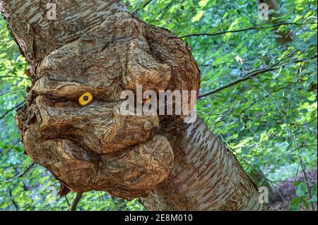 Ein Baumgeist blickt mit einem Lächeln vom Baumstamm herab und beobachtet den Wald. Bizarr deformierter Grat auf einem Baumstamm. Stockfoto