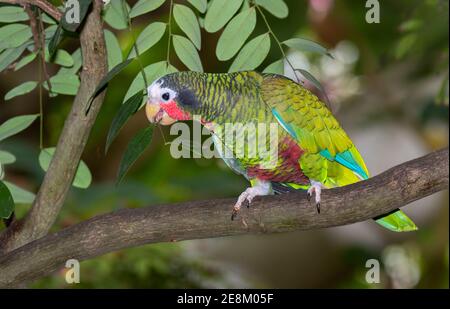 Kubanischer Rotkehlpapagei (Amazona leucocephala), der Baumblätter frisst, gefangen, in der Karibik heimisch. Stockfoto