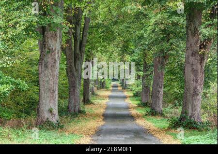 Im Herbst wird die kleine Straße, die durch die herrliche Allee führt, von den gelben Blättern der Bäume eingerahmt. Stockfoto