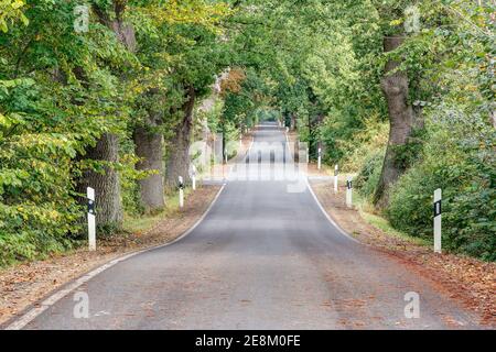 Die kleine, idyllische Landstraße führt wie ein Wellenband durch die alte, von Bäumen gesäumte Allee im Bundesland Mecklenburg-Vorpommern. Stockfoto