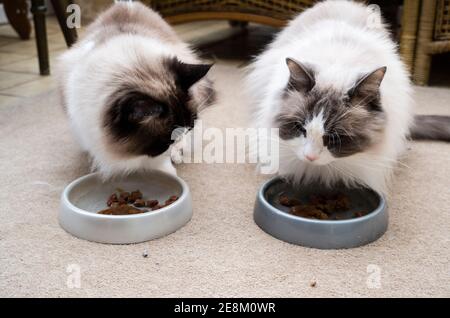 Zwei Erwachsene Ragdoll Hauskatzen Füttern drinnen Seite an Seite in einem Britische Heimat Stockfoto