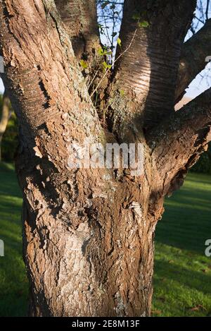 Raue strukturierte Rinde auf einer Prunus Avium oder Wild Cherry Baum wth Beweis eines selbst-säten Stachelbeerbusches, der innen wächst Die Gabel zwischen den Zweigen des tr Stockfoto