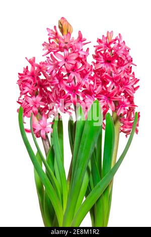 Drei rosa blühende Hyazinthen isoliert auf weißem Hintergrund. Vorlage für die Zusammenstellung von Geschenken und Bouquet Stockfoto