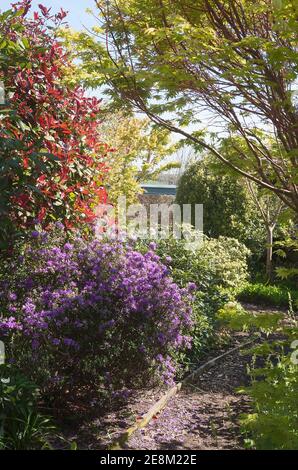 Hinunter ein Cottage Garden Weg zu einem Bereich der Zierpflanzen Sträucher und Bäume einschließlich Robinia Red Robin und blühende Azaleen Im Mai Stockfoto