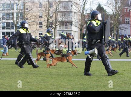 Amsterdam, Niederlande. Januar 2021. Niederländische Anti-Riot-Polizisten halten Hunde vorrücken gegen Demonstranten während einer illegalen Anti-Lockdown-Demonstration am Museumplein inmitten der Coronavirus-Pandemie am 31. Januar 2021 in Amsterdam, Niederlande.Amsterdamer Bürgermeister Femke Halsema klassifizierte den Museumplein als "Sicherheitsrisikogebiet", Polizeibeamten das Recht zu geben, jeden in diesem Gebiet zu überprüfen und zu durchsuchen, um illegale Demonstrationen und Vandalismus zu verhindern. (Foto von Paulo Amorim/Sipa USA) Quelle: SIPA USA/Alamy Live News Stockfoto