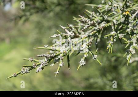 Ungewöhnlicher stacheliger Strauch Colletia Hysterix Rosea mit zylindrischen Dornen Mit Flechten bedeckt, die die Luftreinheit in einem englischen Garten anzeigen Stockfoto