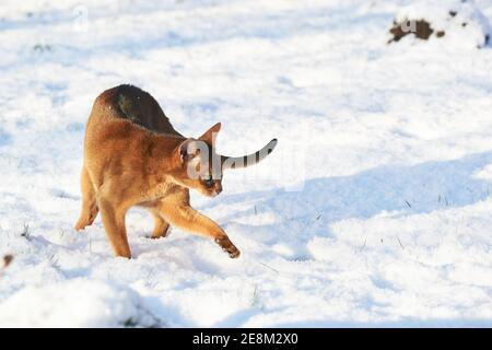 Kuriositäten tabby abessinier Katze erkunden den frischen Schnee im Garten Rasen Stockfoto
