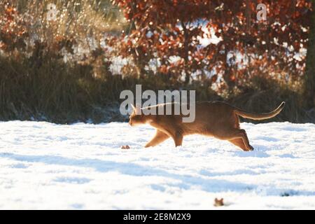 Kuriositäten tabby abessinier Katze erkunden den frischen Schnee im Garten Rasen Stockfoto