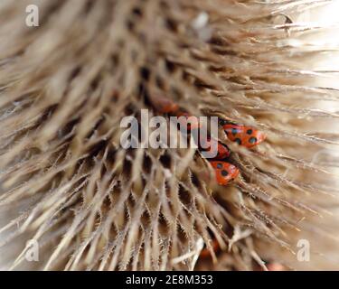 11 Marienkäfer überwintern in Teel (dipsacus fullonum). Stockfoto