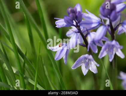 11 Fleck Marienkäfer sitzt auf spanischen Bluebell Blume Stockfoto