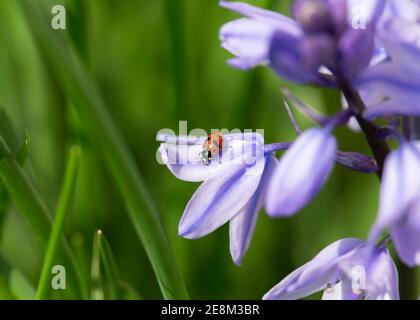 11 Fleck Marienkäfer sitzt auf spanischen Bluebell Blume Stockfoto