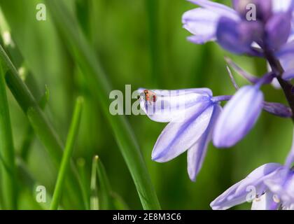 11 Fleck Marienkäfer sitzt auf spanischen Bluebell Blume Stockfoto