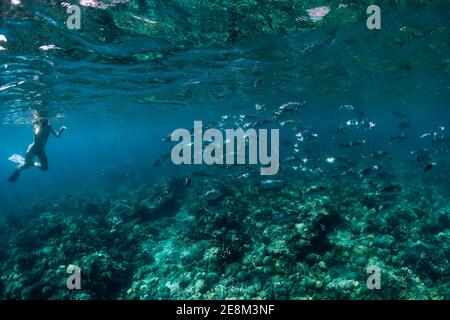 Schule von Thunfisch und Frau schnorcheln in transparentem Blau meer Stockfoto