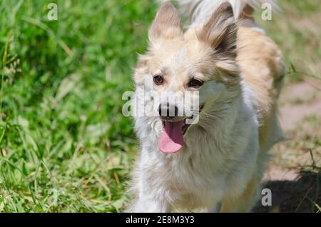 Fröhlicher lustiger Hund läuft durch das grüne Gras mit der Zunge, die heraushängt. Selektiver Fokus Stockfoto