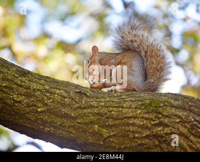 Eichhörnchen essen ein Baum Stockfoto