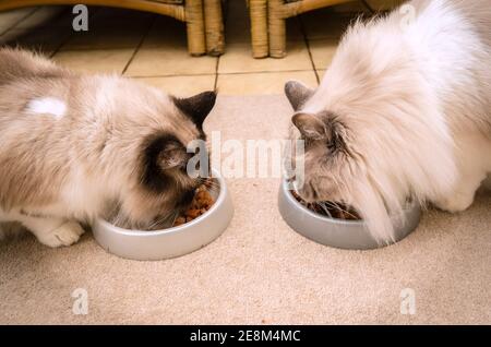 Zwei Erwachsene Ragdoll Hauskatzen Füttern drinnen Seite an Seite in einem Britische Heimat Stockfoto