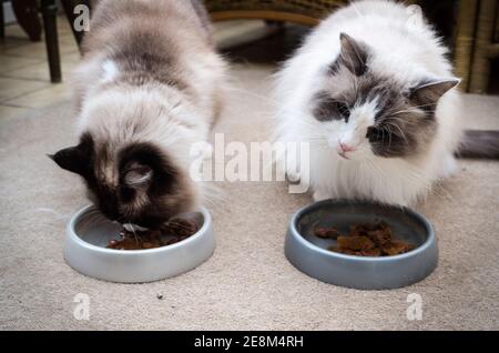 Zwei Erwachsene Ragdoll Hauskatzen Füttern drinnen Seite an Seite in einem Britische Heimat Stockfoto