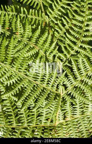 Nahaufnahme der Blätter von Bracken Farn, lateinischer Name Pteridium aquilinum. Stockfoto