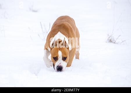 American Staffordshire Terrier Spaziergänge im Winter in der Natur. Hochwertige Fotos Stockfoto