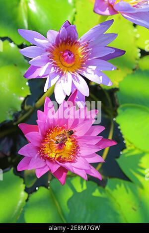 Paar lebendige rosa und lila Seerosen mit einem Kleine Biene, Die Nektar Sammelt Stockfoto