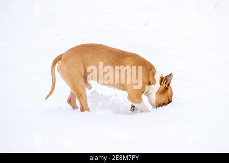 Pit Bull Terrier in der Natur rummelt im Schnee. Brauner Hund. Hochwertige Fotos Stockfoto