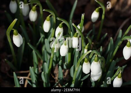 Galanthus Nivalis, Schneeglöckchen, gemeinsame Schneeglöckchen Stockfoto
