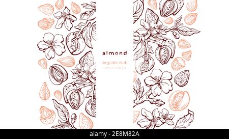 Mandelnüsse Skizzenmuster. Vektor Natur Grafik Illustration auf weißem Hintergrund. Kunst handgezeichneter Zweig, Frucht, Textur Blatt, Blume in Blüte. Orgel Stock Vektor