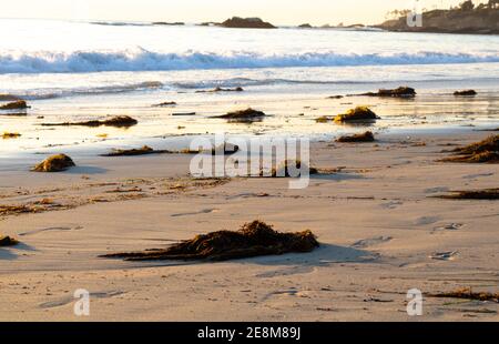 Nahaufnahmen von riesigen Kelpen, die sich auf dem abwaschen Laguna Beach Stockfoto