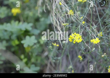 Pflanzen in der Natur Stockfoto