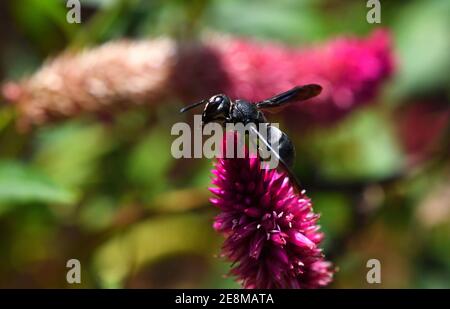 Schwarze Wespe auf der Suche nach Beute auf einer Blume Stockfoto