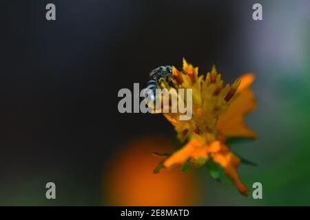Bienen sammeln Nektar aus einer Blume Stockfoto
