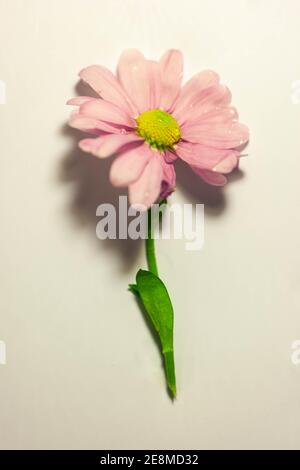 Pink Cosmos bipinnatus / Pinkie Sensation auf weißem Hintergrund Stockfoto