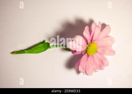 Cosmos bipinnatus / Pink Senstation auf weißem Hintergrund Stockfoto