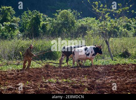 Bauer Pflügefeld mit zwei Ochsen, das Vinales-Tal, Pinar del Rio, Kuba Stockfoto