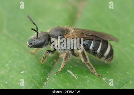 Ein Weibchen von einer unserer größten, sehr dunklen Furchenbienen, Lasioglossum majus Stockfoto