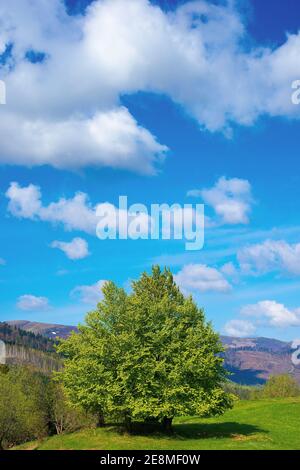 Baum auf der Wiese in den Bergen. Schöne Naturlandschaft an einem sonnigen Tag im Frühjahr. Flauschige Wolken am blauen Himmel über der Ferne Stockfoto