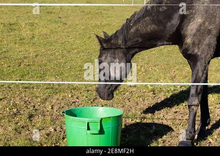 Schwarzes Pferd, das von einem grünen Kessel isst, grüne Wiese im Hintergrund, morgens ohne Person Stockfoto