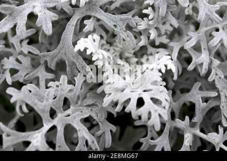 Senecio cineraria ‘Silver Dust’ Silver Ragwort Silver Dust jacobaea maritima – wollig graue Blätter mit komplizierten Mustern, Januar, England, Großbritannien Stockfoto