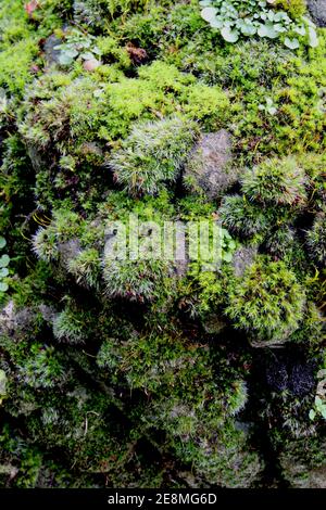 Bryophyten oder Mooskugeln wachsen auf Grabstein Stockfoto