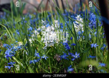 Eine Wiese mit Frühlingsblumen. Puschkinia scilloides und Scilla siberica, sibirischer Tintenkeller, Holzkiel. Frische Blumen wachsen im Wald. Stockfoto