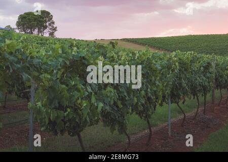Ein farbenfroher Sonnenuntergang über einer malerischen ländlichen Landschaft und Weinbergen in der Hunter Valley Region, dem renommierten Weinland in NSW, Australien. Stockfoto