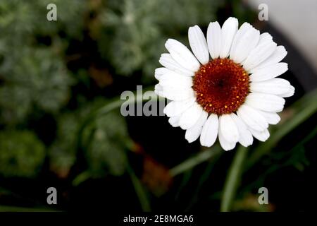 Rhodanthemum hosmariense ‘Cascester’ Marokkanische Gänseblümchen – weiße Gänseblümchen-ähnliche Blüten mit gelb-braunem Zentrum, Januar, England, Großbritannien Stockfoto