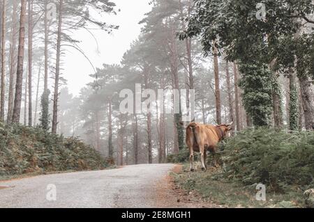Ein großes braunes Vieh, das durch einen schmalen Pfad geht Ein Wald mit hohen Bäumen an einem nebligen Tag in Herbst Stockfoto