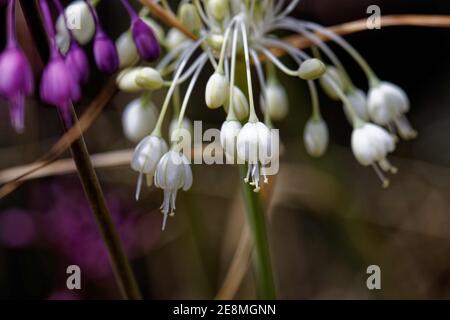 Allium carinatum, der kielige Knoblauch oder Hexenknoblauch, ist eine mehrjährige Pflanze bis zu 60 cm hoch. Sie ist in Mittel- und Südeuropa weit verbreitet, Stockfoto