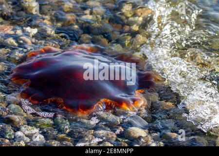 Tote Quallen entlang der Küste, Washington State, USA Stockfoto