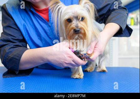 Hund Groomer schneiden Nägel auf Yorkshire Terrier Hund. Hochwertige Fotos Stockfoto