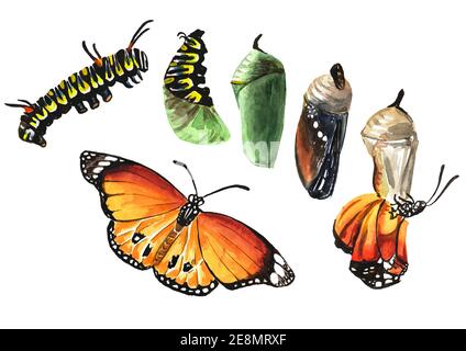 Schmetterling Metamorphose Entwicklungsstadien, Raupenlarve, Puppe, adulte Insekten. Handgezeichnete Aquarellillustration isoliert auf weißem Hintergrund Stockfoto