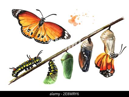 Schmetterling Metamorphose Entwicklungsstadien, Raupenlarve, Puppe, adulte Insekten. Handgezeichnete Aquarellillustration, isoliert auf weißem Hintergrund Stockfoto