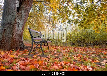 Einsame Bank unter altem Ahornbaum mit gefallenen ahornroten und orangen Blättern im Stadtpark in Herbstfarben, Magdeburg, Deutschland Stockfoto