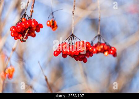 Große Traube von Waldbeeren im Winter Stockfoto